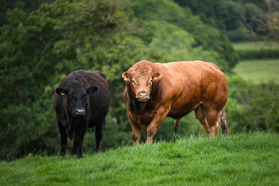 Animal feed Herefordshire
