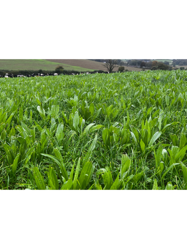 CSAM3 Herbal Ley (POA)