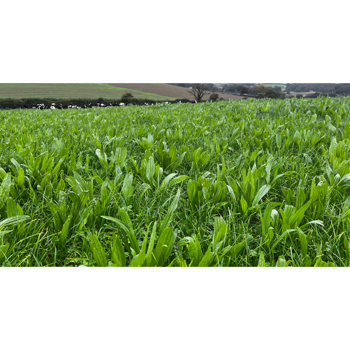 CSAM3 Herbal Ley (POA)