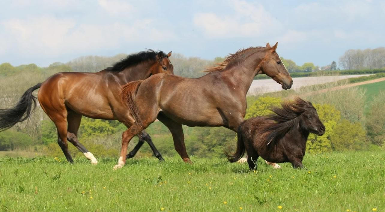 Equine range at Country Farmer Bromyard