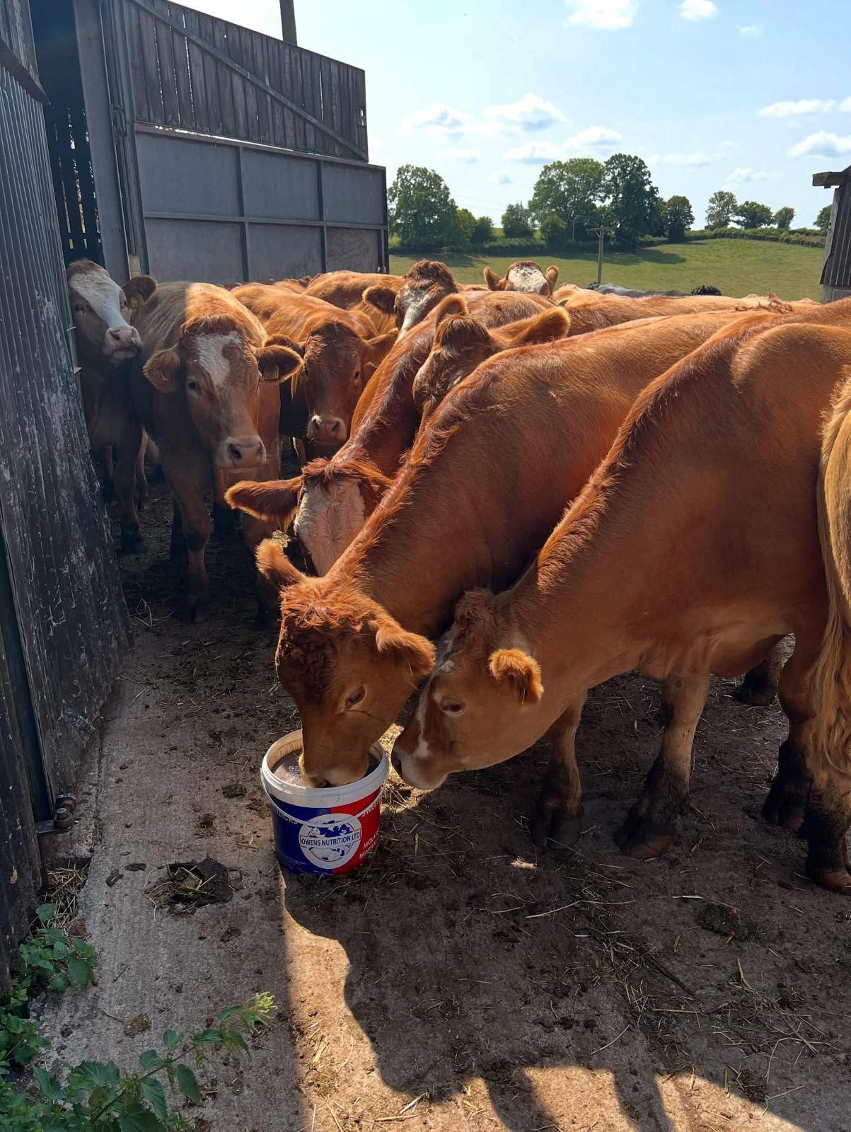 Minerals and Milk Replacers at Country Farmer Bromyard